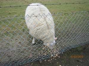 Schoten Zeurt 10-3-2013 030