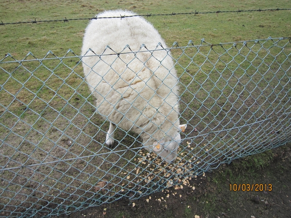 Schoten Zeurt 10-3-2013 030
