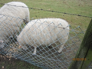 Schoten Zeurt 10-3-2013 031