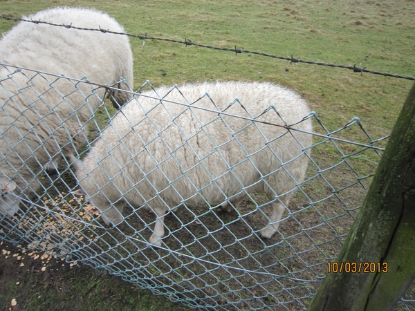 Schoten Zeurt 10-3-2013 031