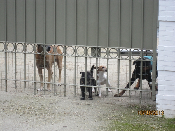 Schoten Zeurt 10-3-2013 048