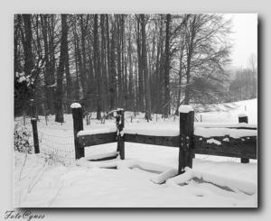 Ingang van het bosje wandeling naar Everbeek boven in de sneeuw 2