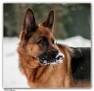 onze Duc in de sneeuw-46