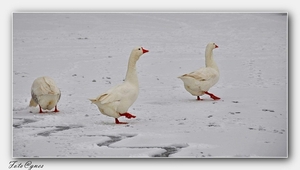 Zwanendans op het besneeuwde ijs