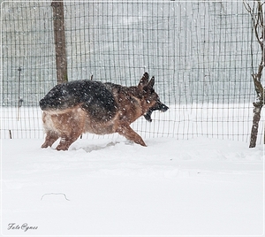in de sneeuw 12 maart-40