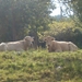 De normandische tweeling