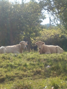 De normandische tweeling