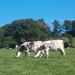 Geocachen tussen de normandische koeien