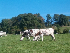 Geocachen tussen de normandische koeien