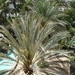 palm oases 2012 014