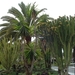 palm oases 2012 050