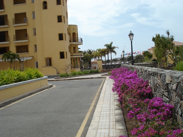 palm oases 2012 056