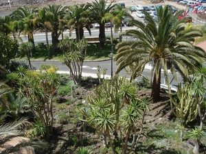 gran canaria  palm 015