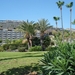 gran canaria  palm 043