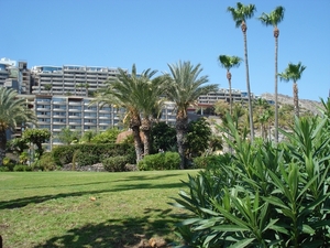 gran canaria  palm 043