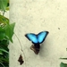 Een vlinder