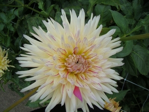 DSC00717
