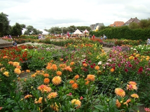 DSC00723