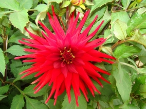 DSC00729
