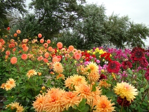 DSC00730