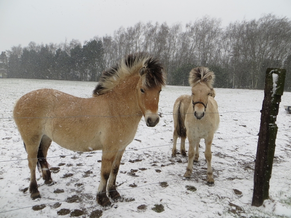 2013-03-11 Wieze 027