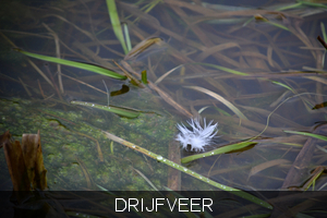 Drijfveer !