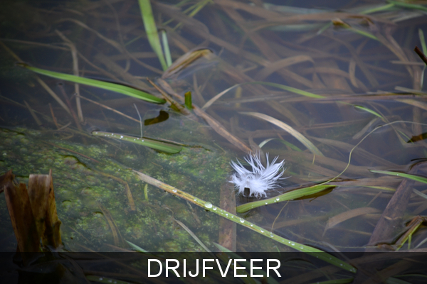 Drijfveer !
