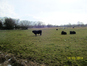 14 maart 2013 - Wandeling naar Bonheiden