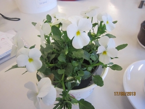 Wandelen Turnhout 17-3-2013 071