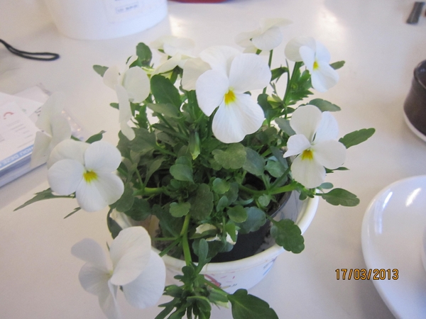 Wandelen Turnhout 17-3-2013 071