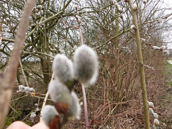 2013-03-17 Gentbrugge 009
