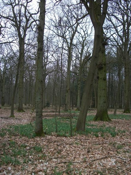 16-Bois de Logneroeul-Lesdain