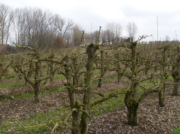 Gavere Maart 2013 009