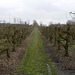 Gavere Maart 2013 010