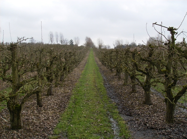 Gavere Maart 2013 010