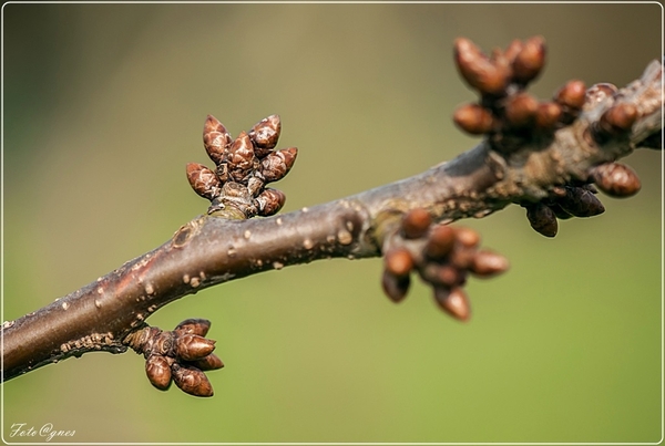 bloemknoppen-37