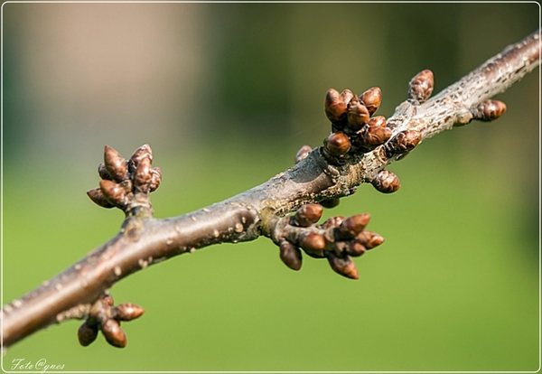 bloemknoppen-38