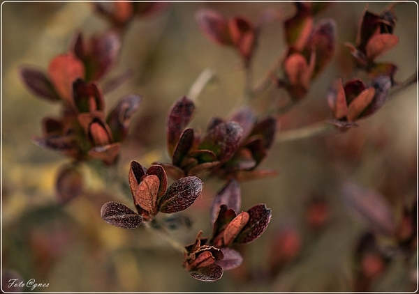 bloemknoppen-39