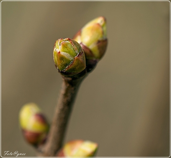 bloemknoppen-40