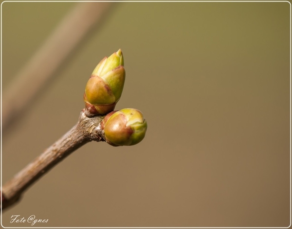 bloemknoppen-43