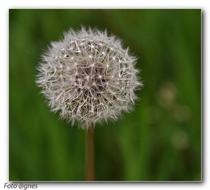 Bosbloemen 20120506_0199 (1)