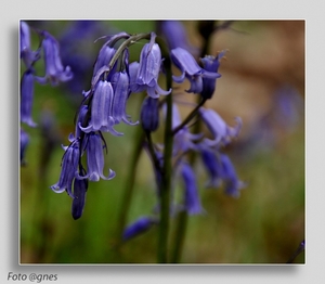 Bosbloemen 20120506_0199 (2)