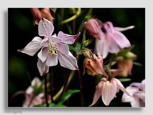 landschaps fotos van Schorise en kleine bloemmetjes (1)