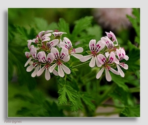 landschaps fotos van Schorise en kleine bloemmetjes (49)