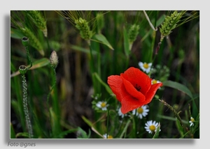 natuur 20120610_1607