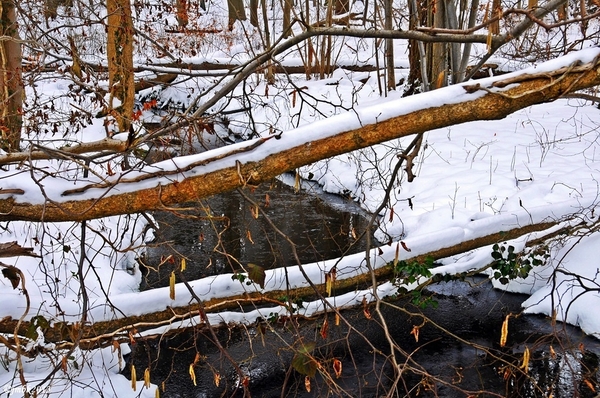 Oud-Herverlee Bos