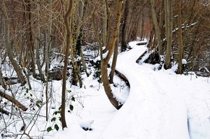 Oud-Herverlee Bos