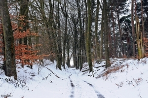 Oud-Herverlee Bos