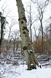 Oud-Herverlee Bos