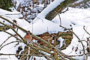 Oud-Herverlee Bos